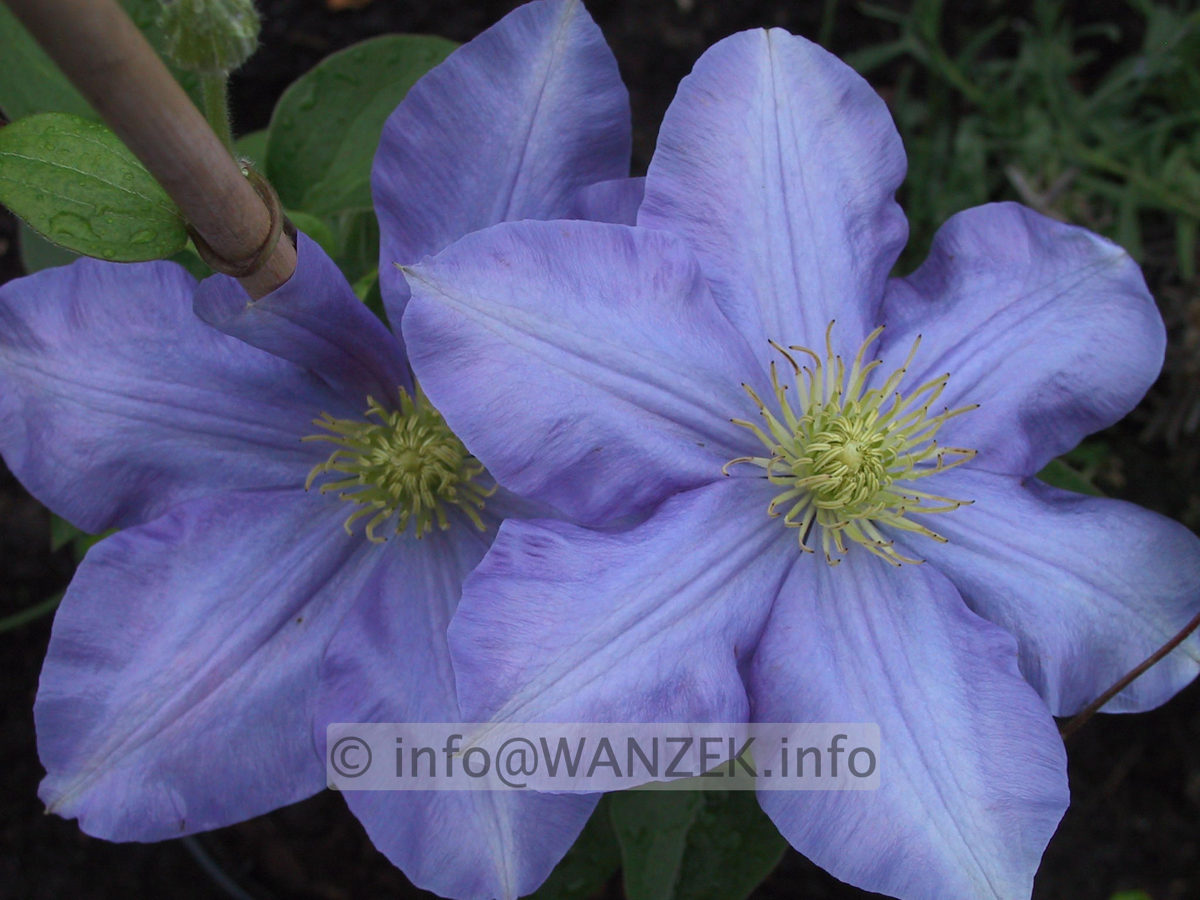Clematis Hybride Fujimusume 03a zu lila.JPG